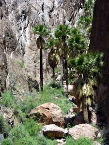 Palm Canyon